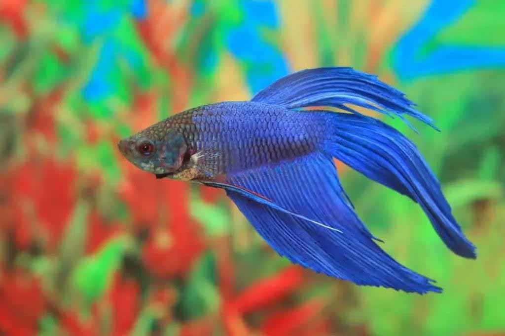 Betta fish live without food