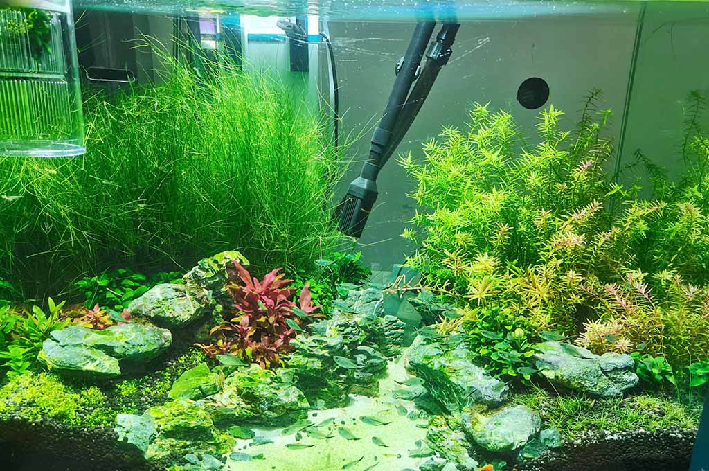 test fish tank water