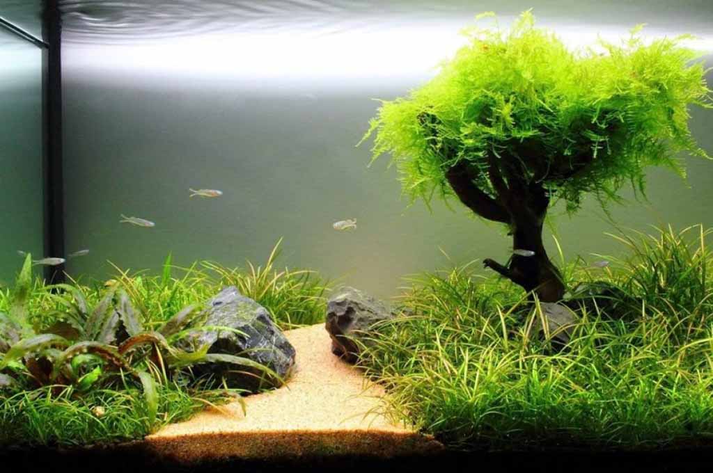 Water in a Fish Tank