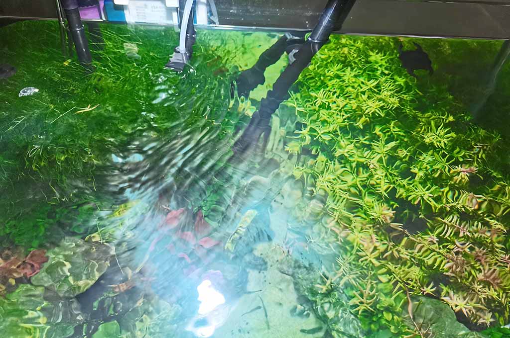 testing water in fish tank