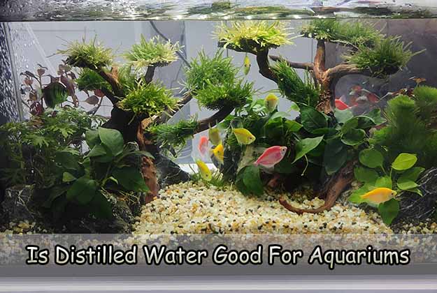 Is Distilled Water Good For Aquariums