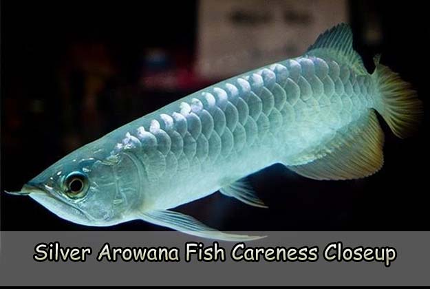 Silver Arowana Fish Careness Closeup