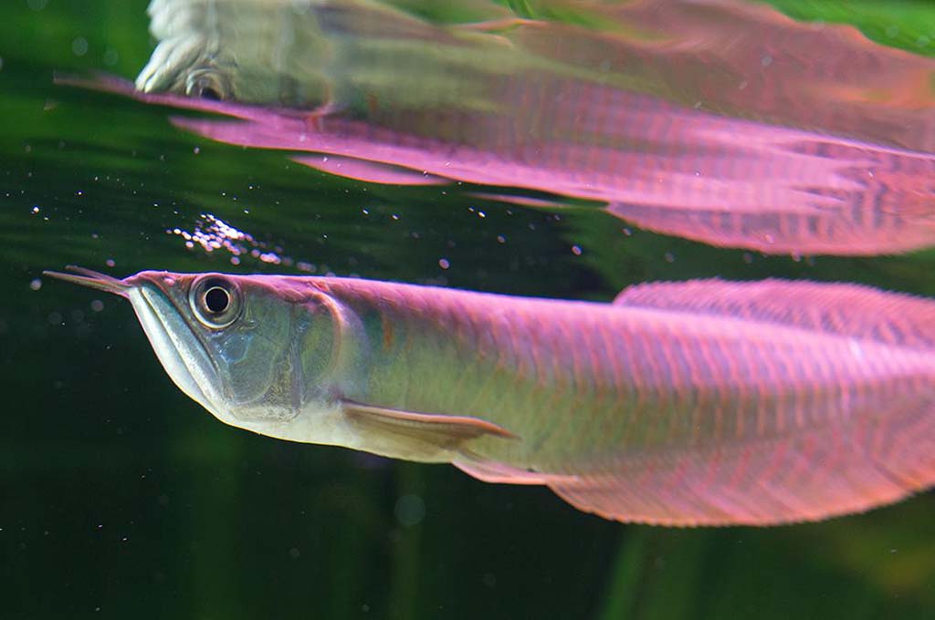 silver arowana