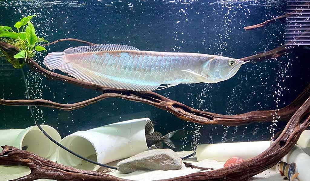 Silver Arowana Fish Careness Closeup hygger