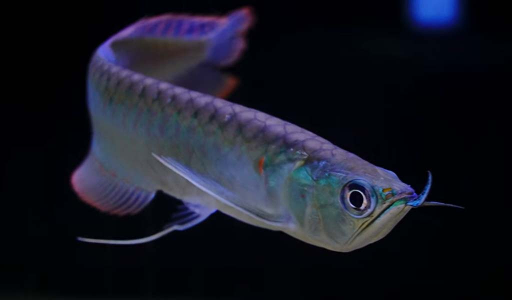 silver arowana size