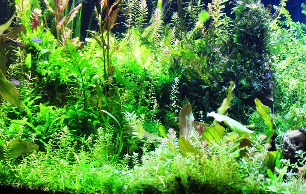 Treatments for Aquatic Plants