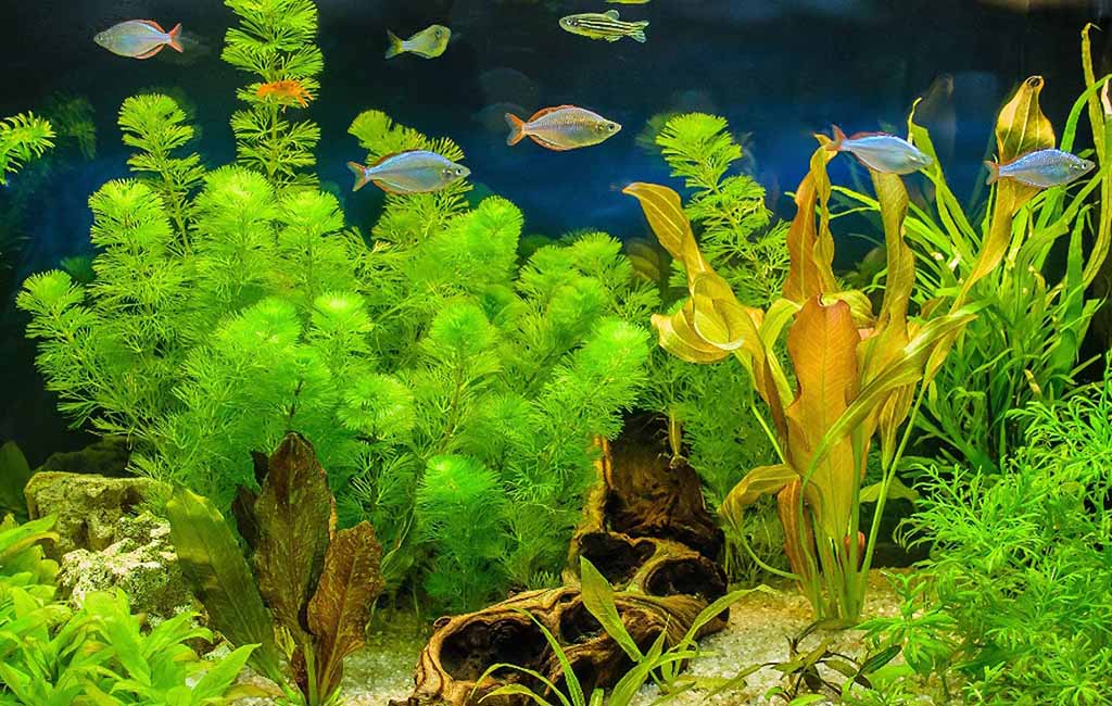 treatment for aquatic plants