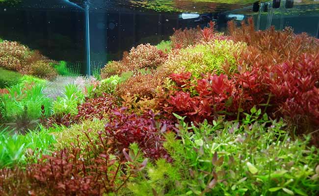 Dutch Aquascape