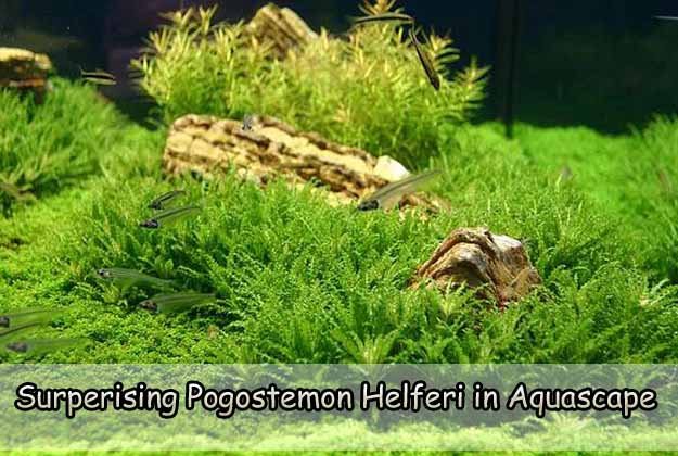 Surperising Pogostemon Helferi in Aquascape