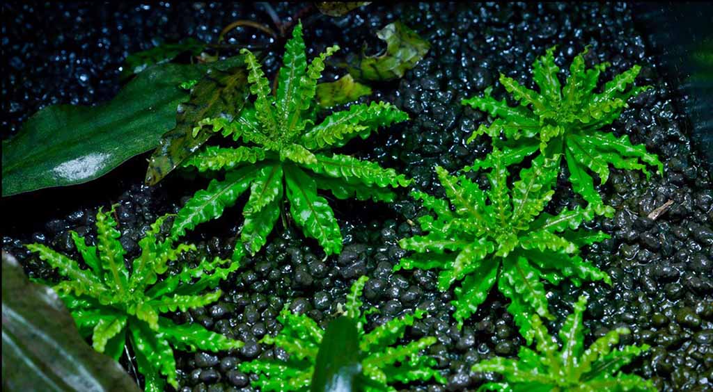 pogostemon helferi planting