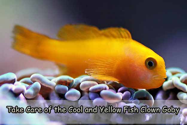 Take Care of the Cool and Yellow Fish Clown Goby