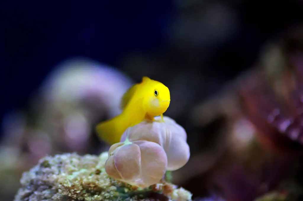 yellow clown goby