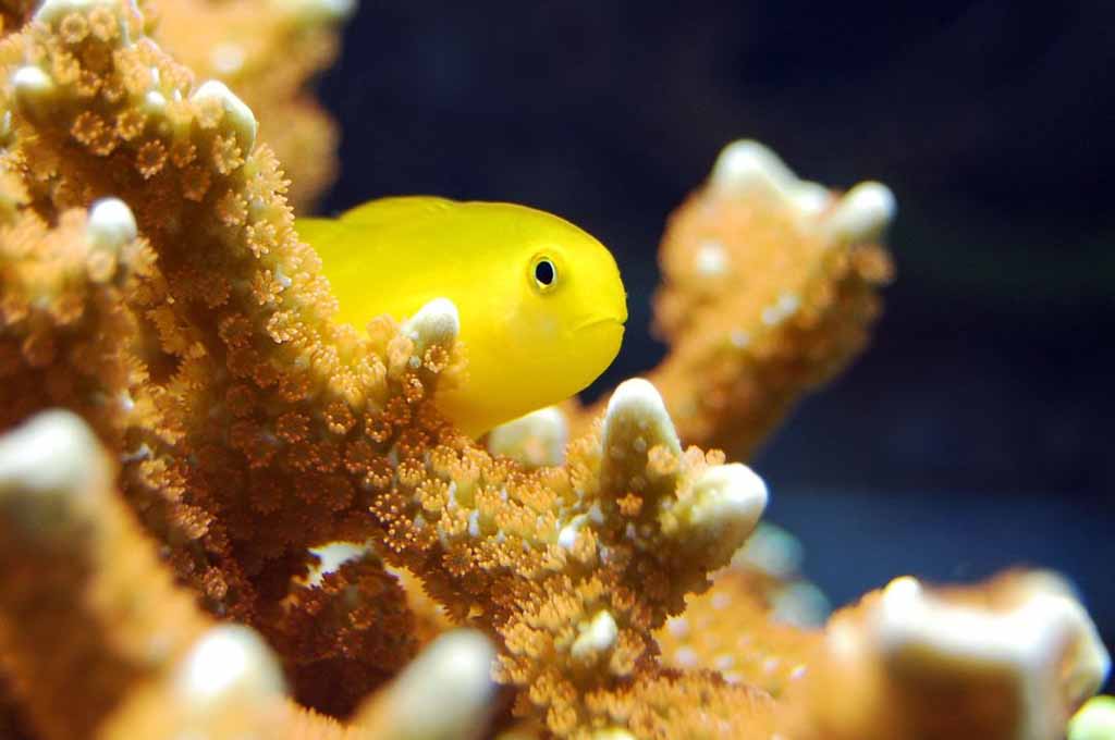 yellow clown goby care