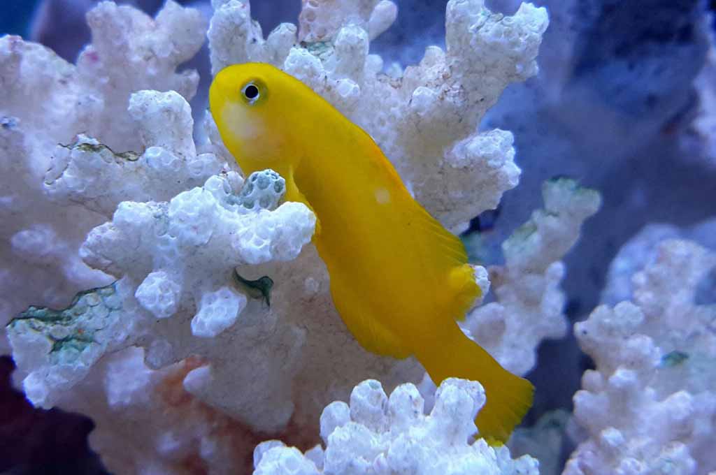 clown goby