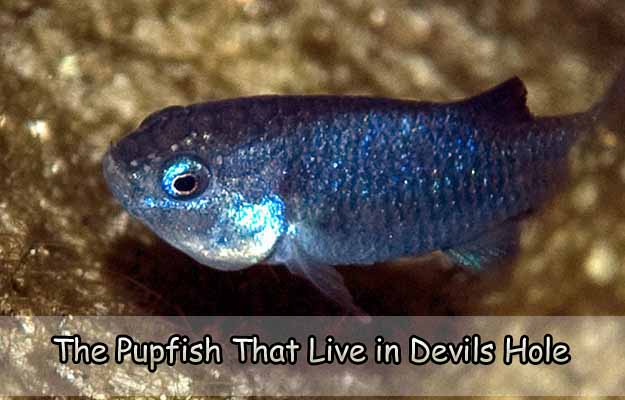 The Pupfish That Live in Devils Hole