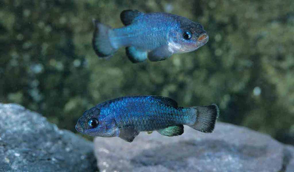 pupfish live in devils hole