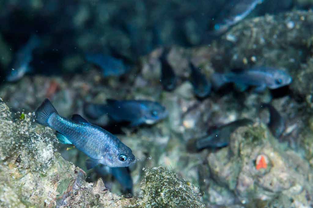 devils hole pupfish