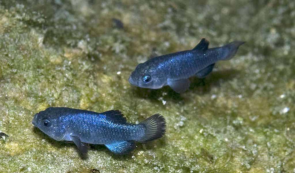 pupfish