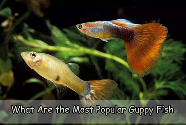 What Are the Most Popular Guppy Fish