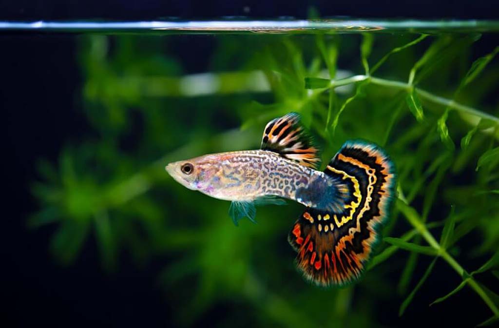 most popular guppy fish