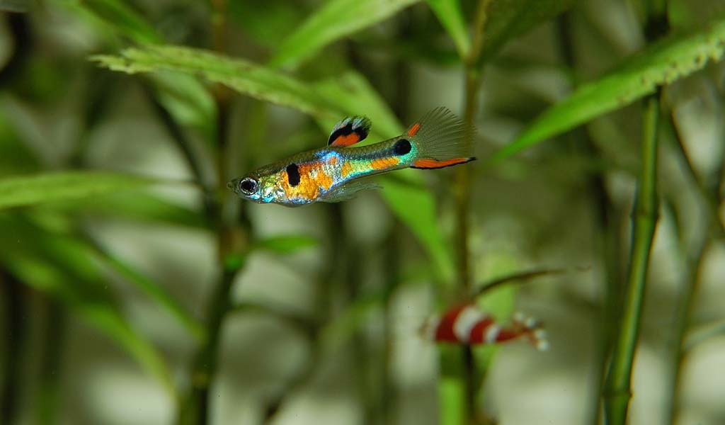 different types of guppy fish