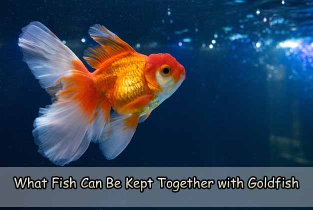 What Fish Can Be Kept Together with Goldfish