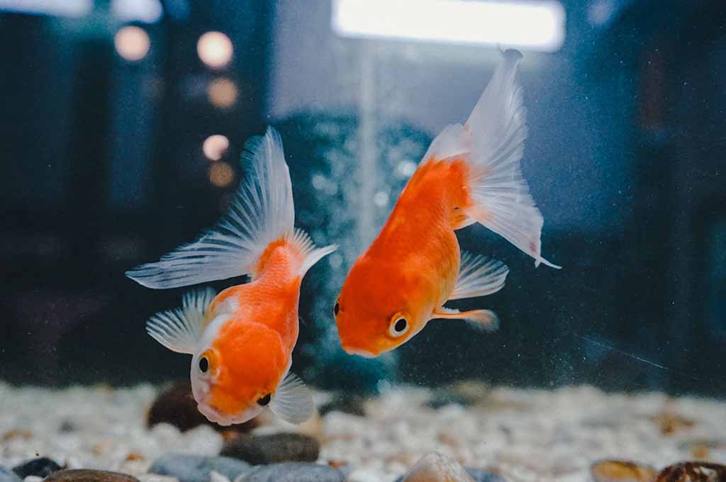 best tank mates for goldfish