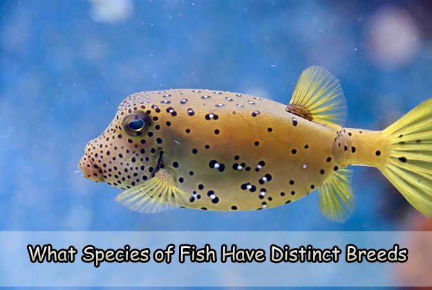 What Species of Fish Have Distinct Breeds