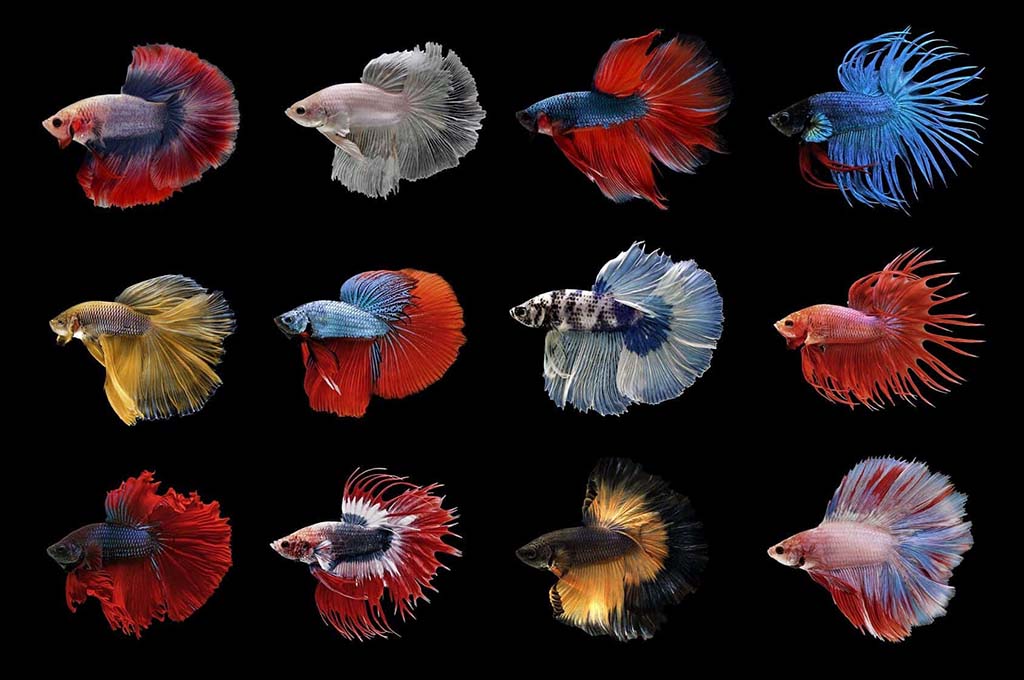 Betta fish distinct breeds