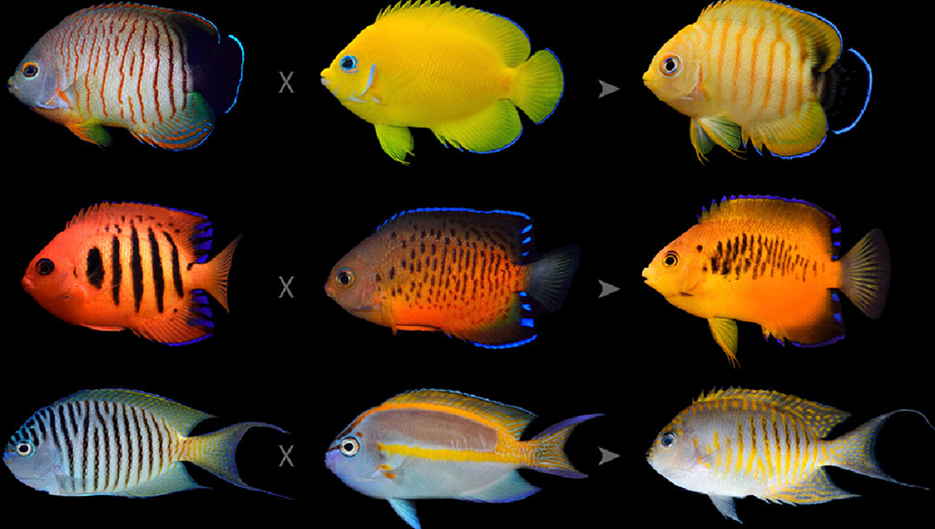 why fish species diverged