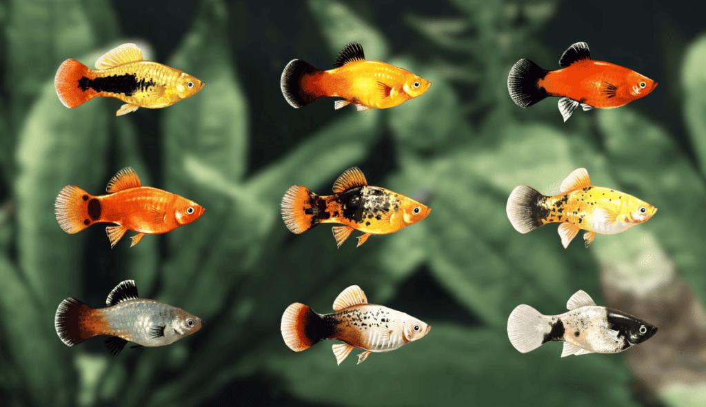 fish have distinct breeds