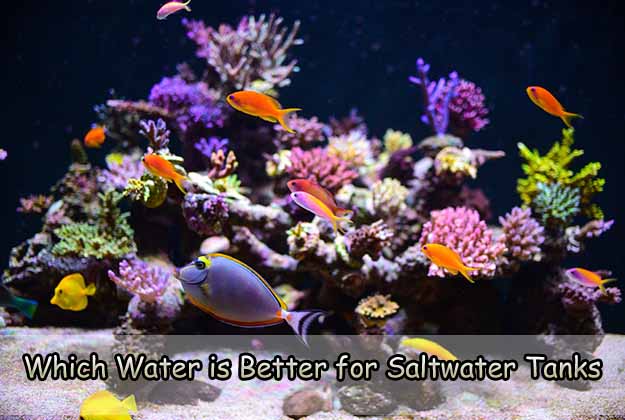 Which Water is Better for Saltwater Tanks