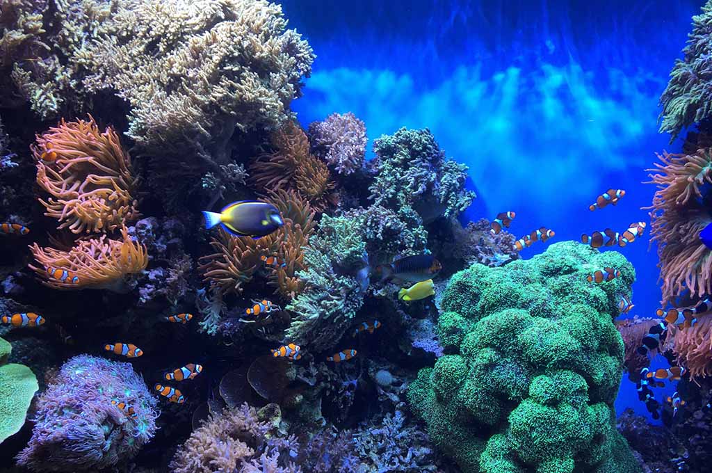 saltwater tank water