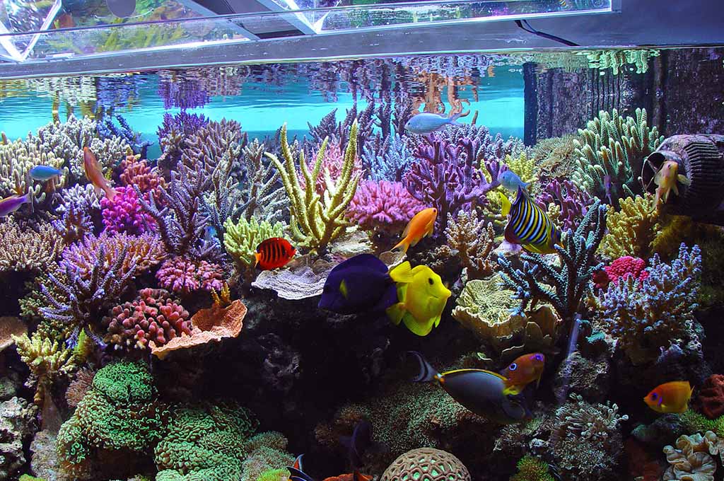 best water for saltwater tank