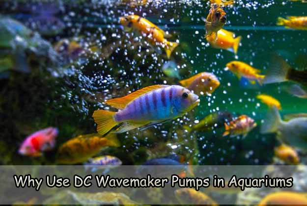 Why Use DC Wavemaker Pumps in Aquariums