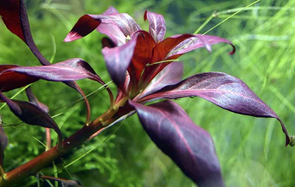 care ludwigia glandulosa