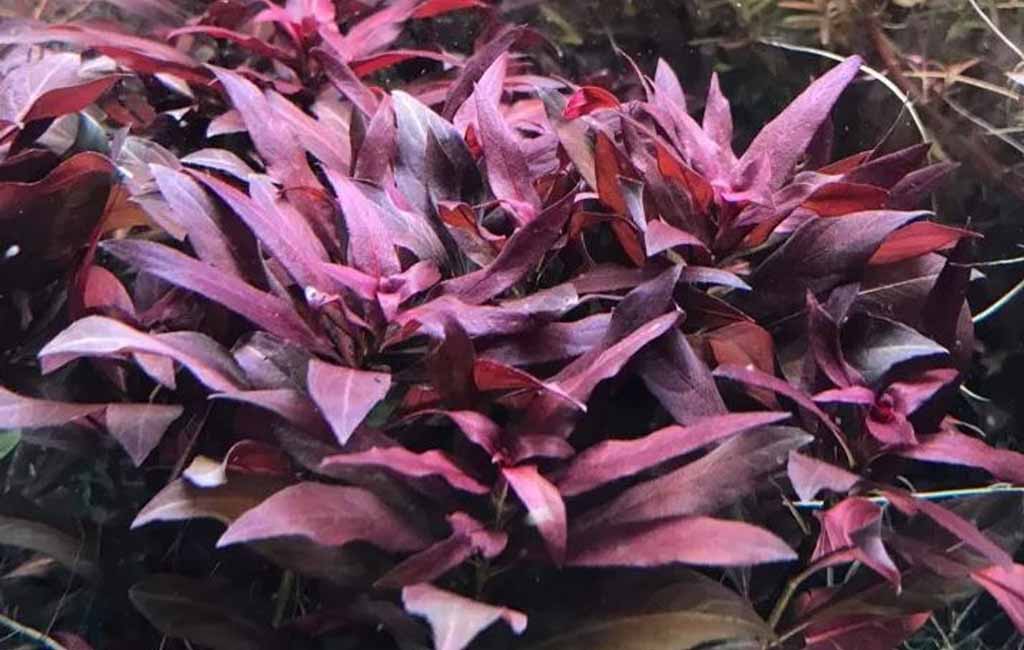 Red Ludwigia Glandulosa