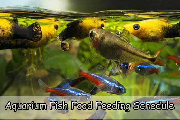 Aquarium Fish Food Feeding Schedule