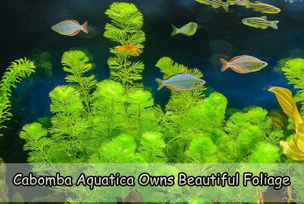 Cabomba Aquatica Owns Beautiful Foliage