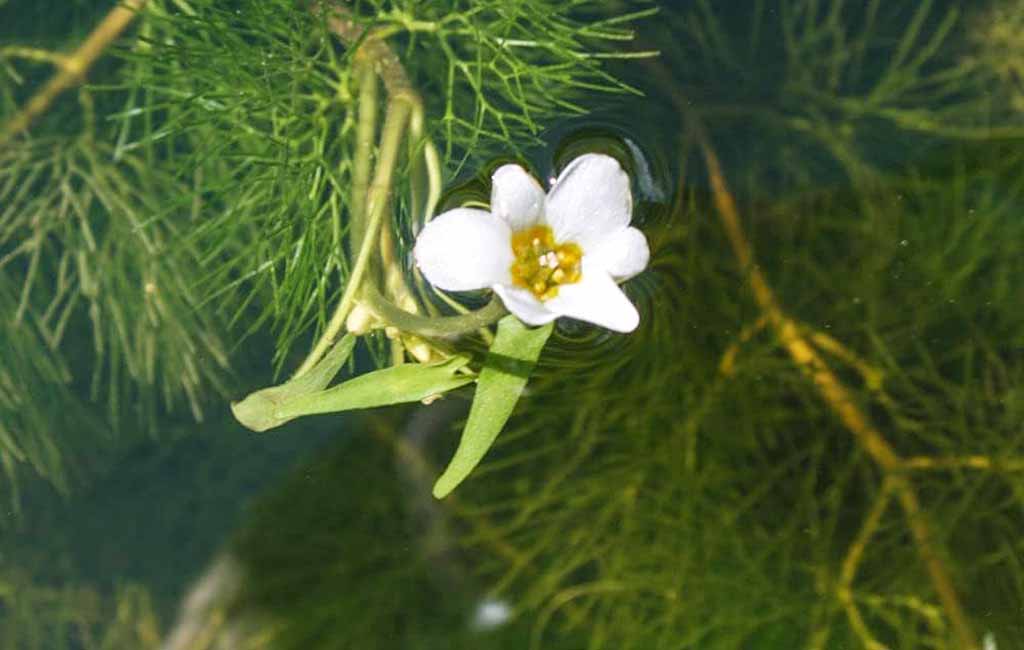 Cabomba Aquatica Flower