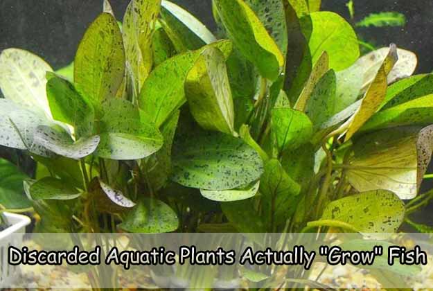 Discarded Aquatic Plants Actually "Grow" Small Fish