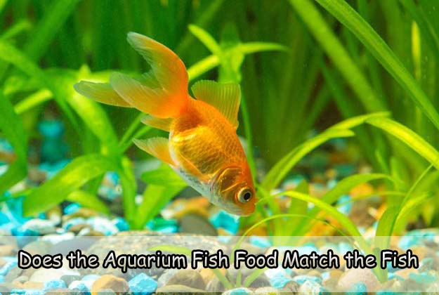 Does the Aquarium Fish Food Match the Fish