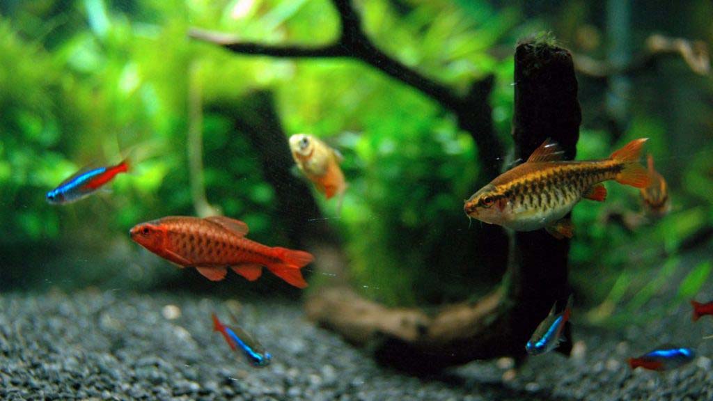 Fish food for aquarium fish