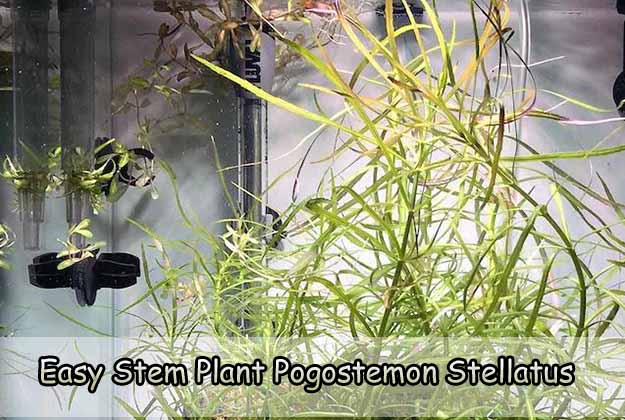 Easy Stem Plant Pogostemon Stellatus