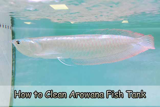 How to Clean Arowana Fish Tank