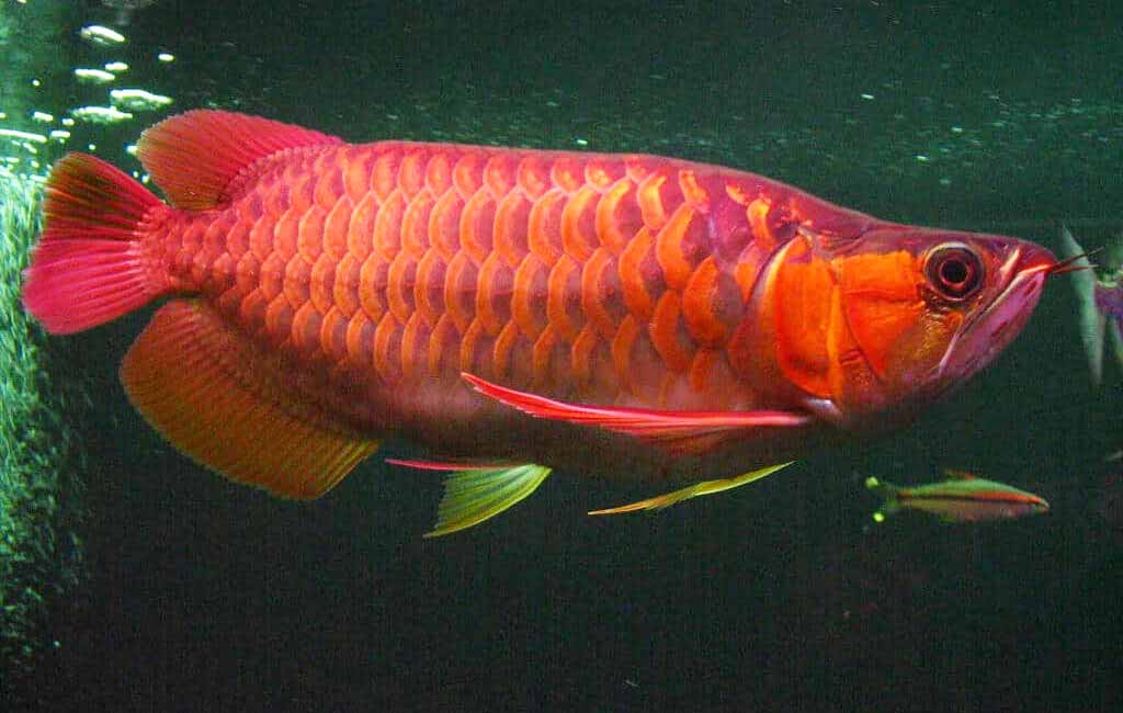 Red arowana fish tank