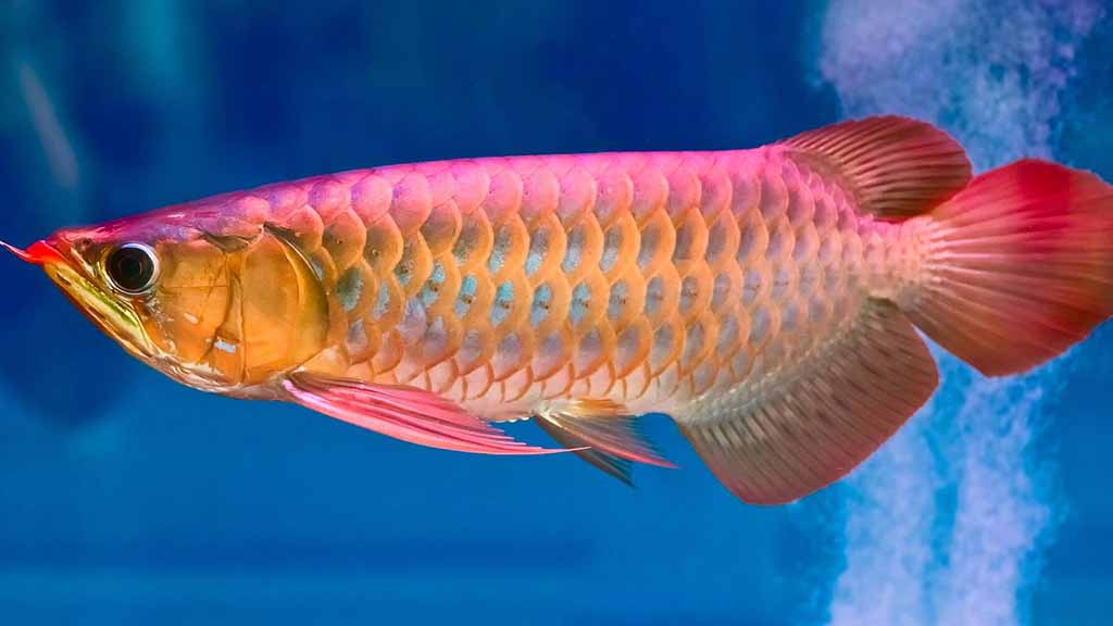 clean arowana fish tank