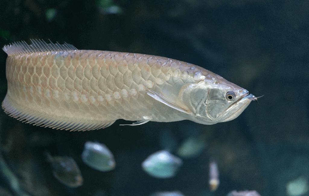 Silver arowana fish tank cleaning