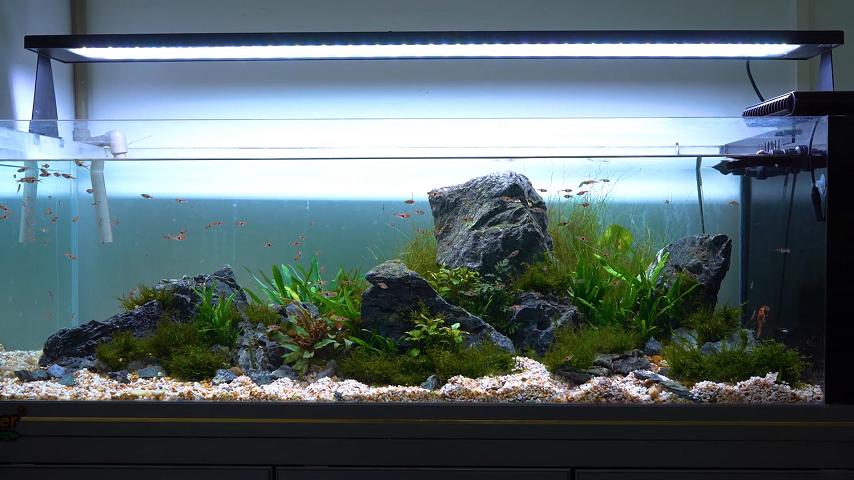 hygger 50 gallons Seiryu stone tank