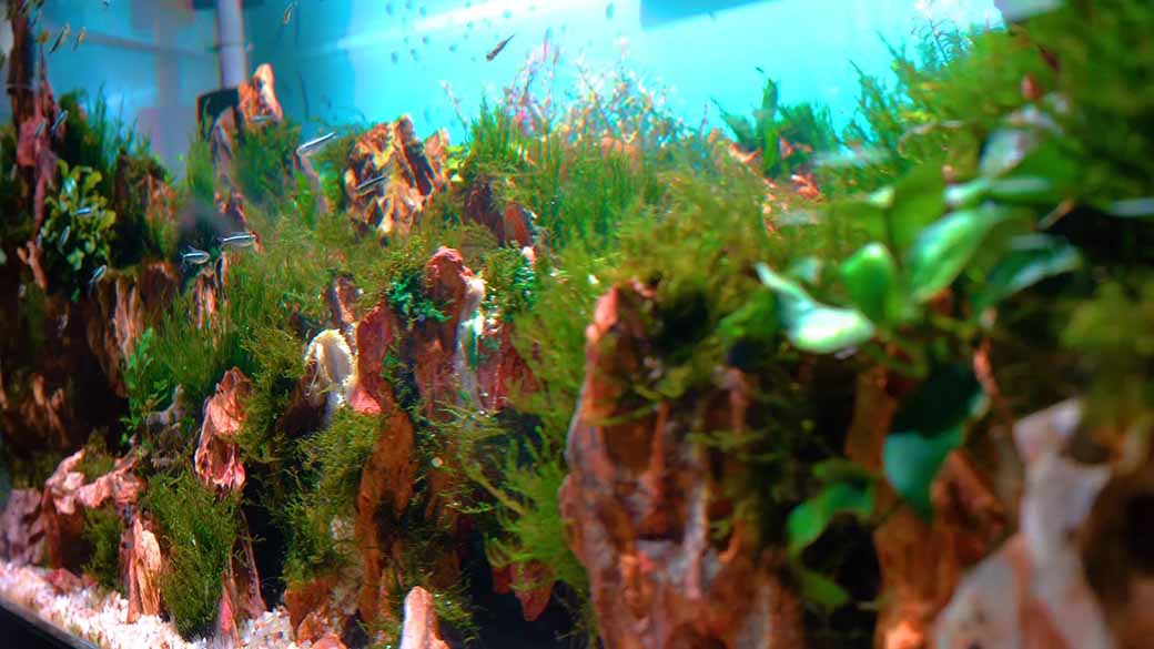 33 Gallons Tank Hill Aquascaping